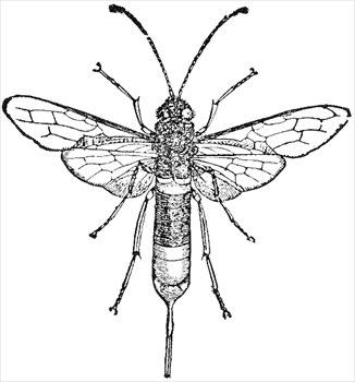 Free Sawfly Clipart - Free Clipart Graphics, Images and Photos. Public ...