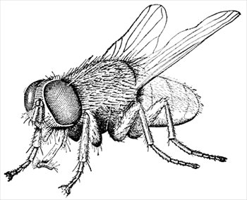 housefly-2