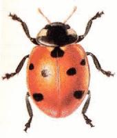 Seven-Spot-Ladybird