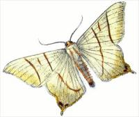 swallow-tailed-moth-Ouraptern-sambucaria