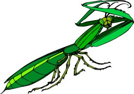 preying-mantis