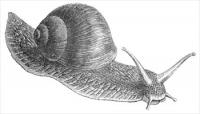 snail-1