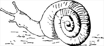 snail-5
