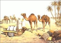 camel-travel