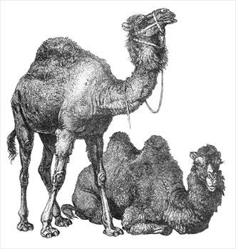 camels-3