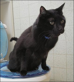Toilet-Trained-Cat