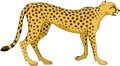 Cheetah-1