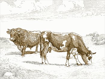 cattle-spot-color