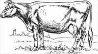 cow-sketched