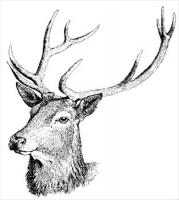 Red-deer-head