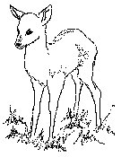 deer-fawn-BW