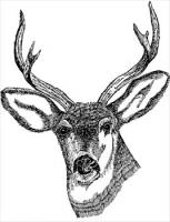 deer-head