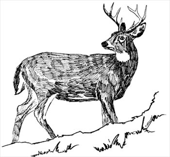 white-tailed-deer-5