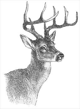 whitetail-deer