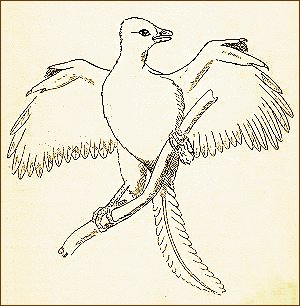 Archaeopteryx