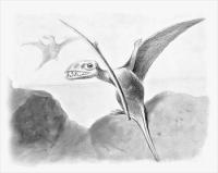 Dimorphodon-Pterodactyles
