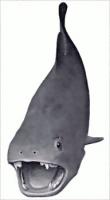 Dunkleosteus-eater-of-sharks