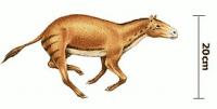 Eohippus-tiny-horse-ancestor