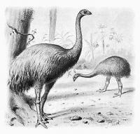 Giant-Moa