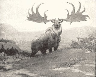 Irish-Elk