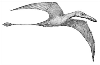 Rhamphorhyncus