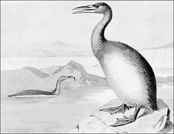 hesperornis