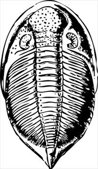 trilobite