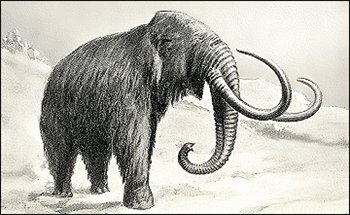 wooly-mammoth