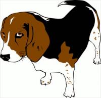 beagle-leery