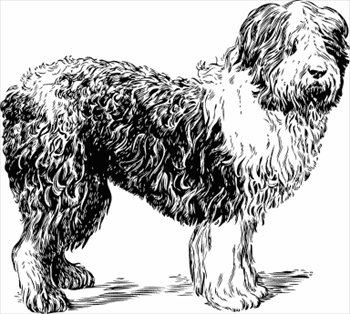 sheepdog-BW-sketch