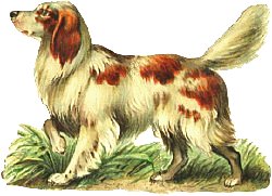 white-brown-dog