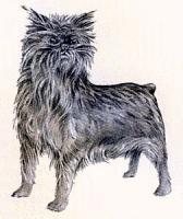 Affenpinscher