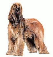 Afghan-Hound