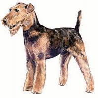 Airedale-Terrier