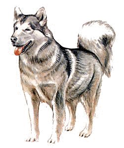 Akita