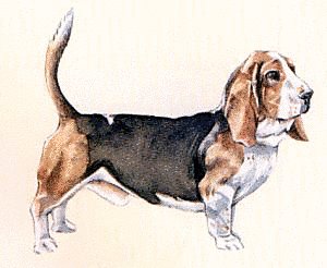 Basset-Hound