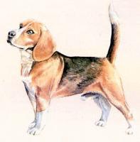 Beagle