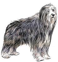 Bearded-Collie