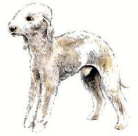 Bedlington-Terrier