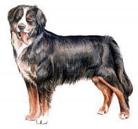 Bernese-Mountain-Dog