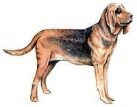 Bloodhound