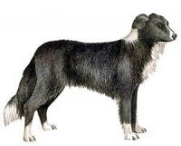 Border-Collie