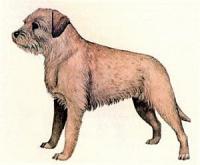 Border-Terrier