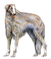 Borzoi