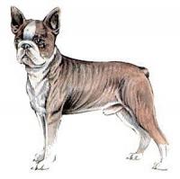 Boston-Terrier