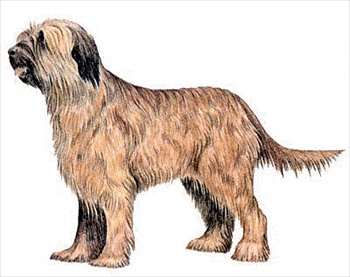 Briard