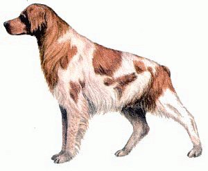 Brittany-Spaniel