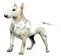 Bull-Terrier