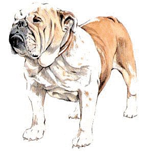 Bulldog