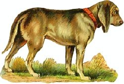 bloodhound-1